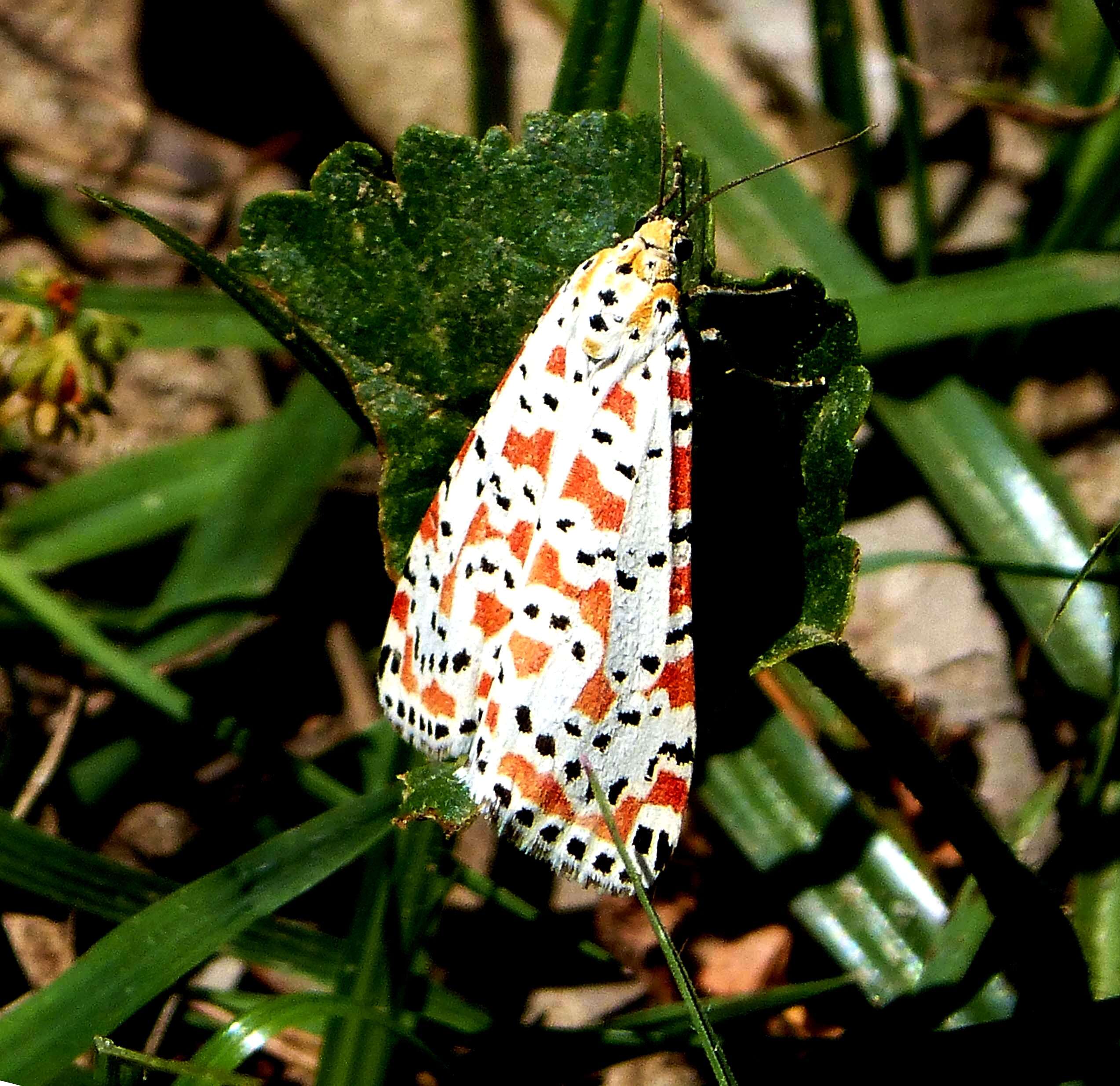 Utetheisa pulchella Linnaeus 1758 resmi