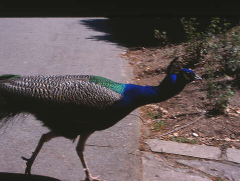 Image of Asiatic peafowl