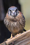 Image of American Kestrel