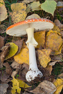 Image of Amanita