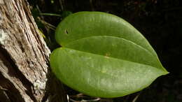 Image of Dioscorea sincorensis R. Knuth