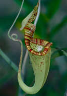 Image of Raffles' pitcher plant