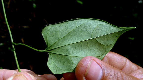 Image of Odontocarya vitis (Vell.) J. M. A. Braga