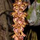 Imagem de Bulbophyllum morphologorum Kraenzl.