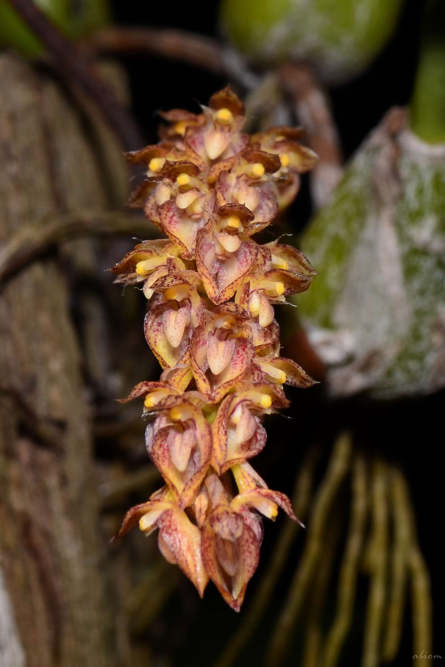 Image of Bulbophyllum morphologorum Kraenzl.