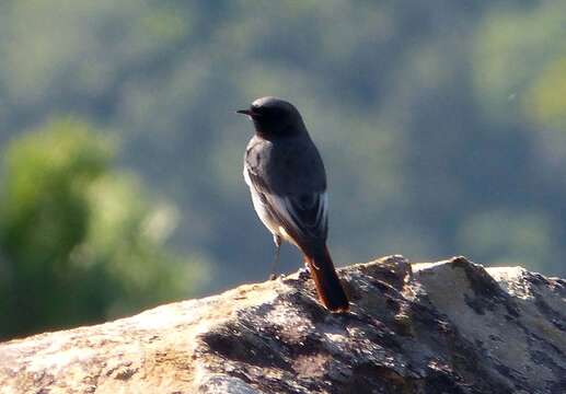 Image of Black Redstart