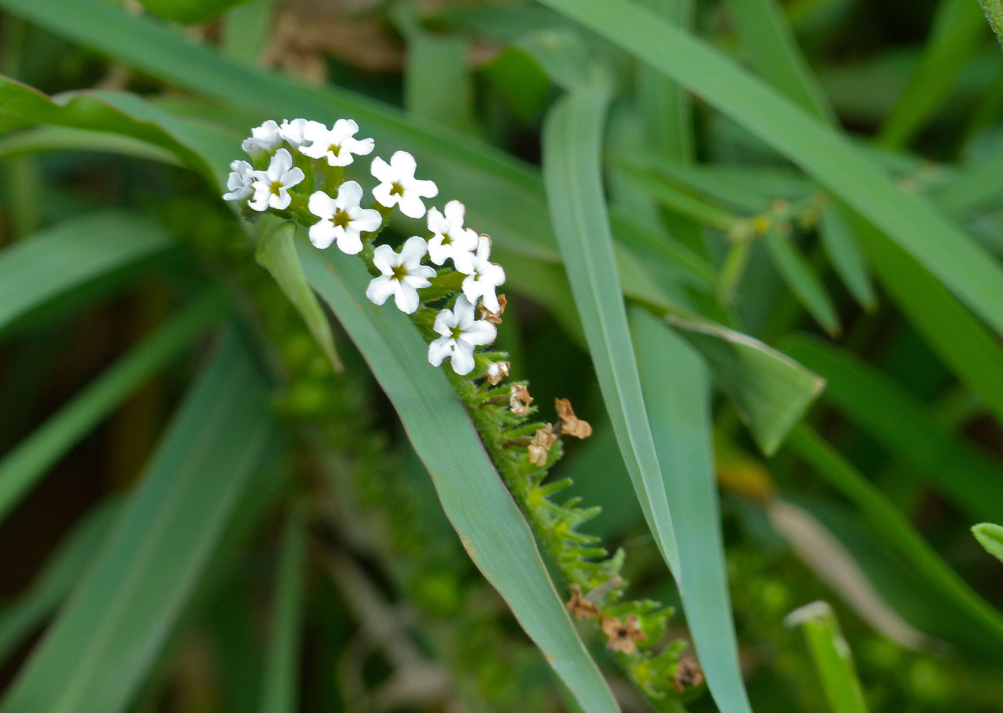 Image of Heliotropium steudneri Vatke