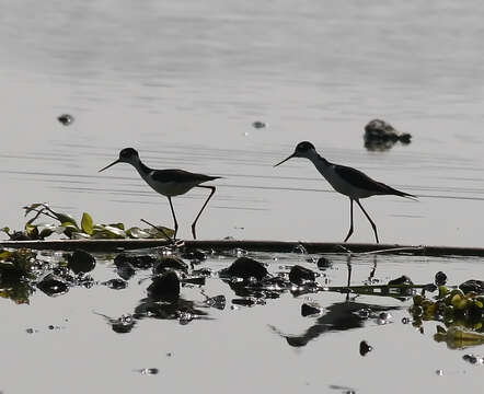 Image of Black-necked Stilt