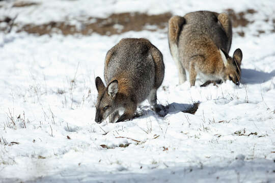 Image of Bennett's Wallaby