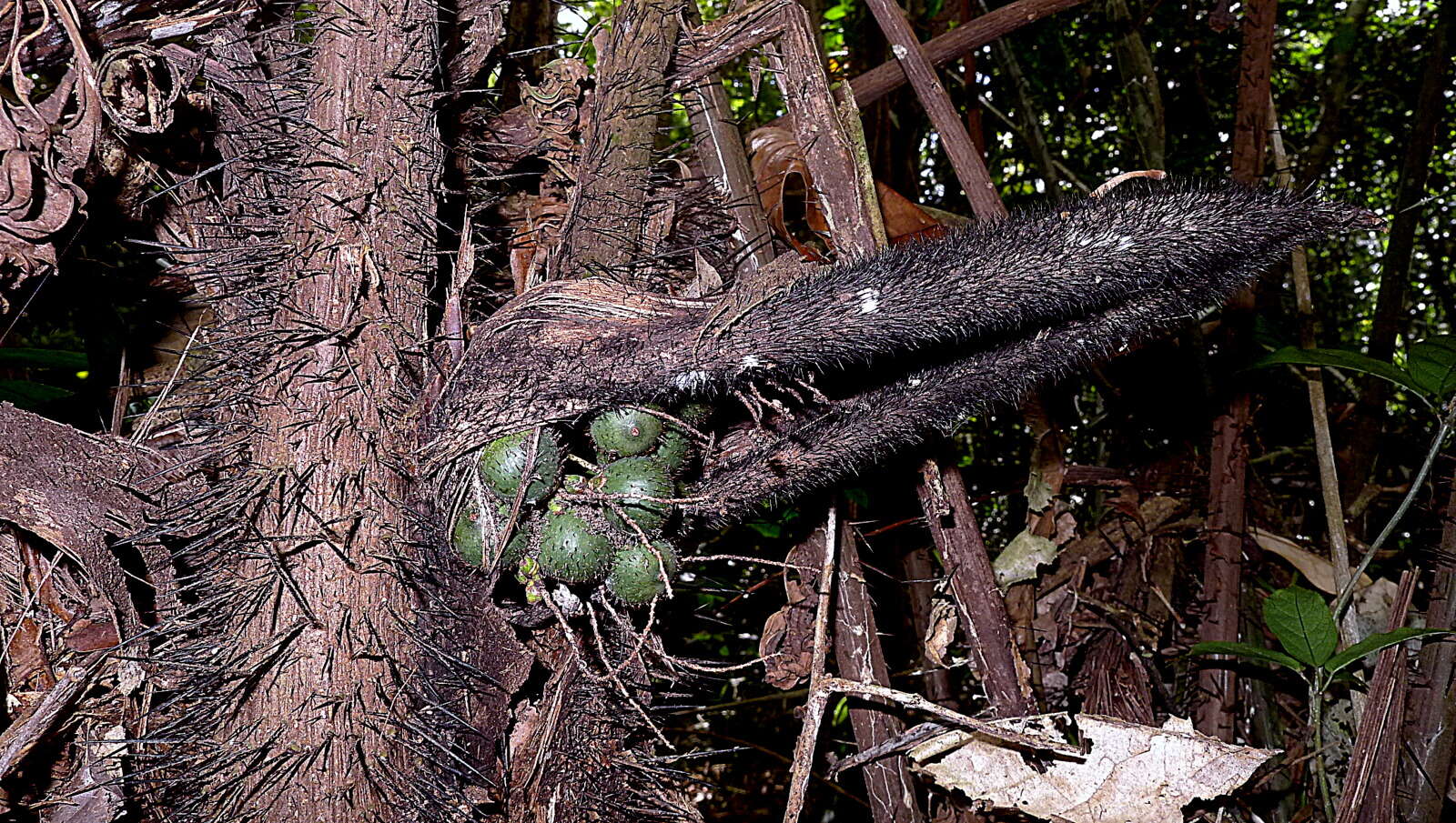 Image of Bactris acanthocarpa Mart.