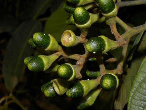 Plancia ëd Nectandra reticulata (Ruiz & Pav.) Mez