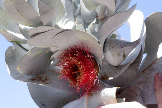 Imagem de Eucalyptus macrocarpa Hook.