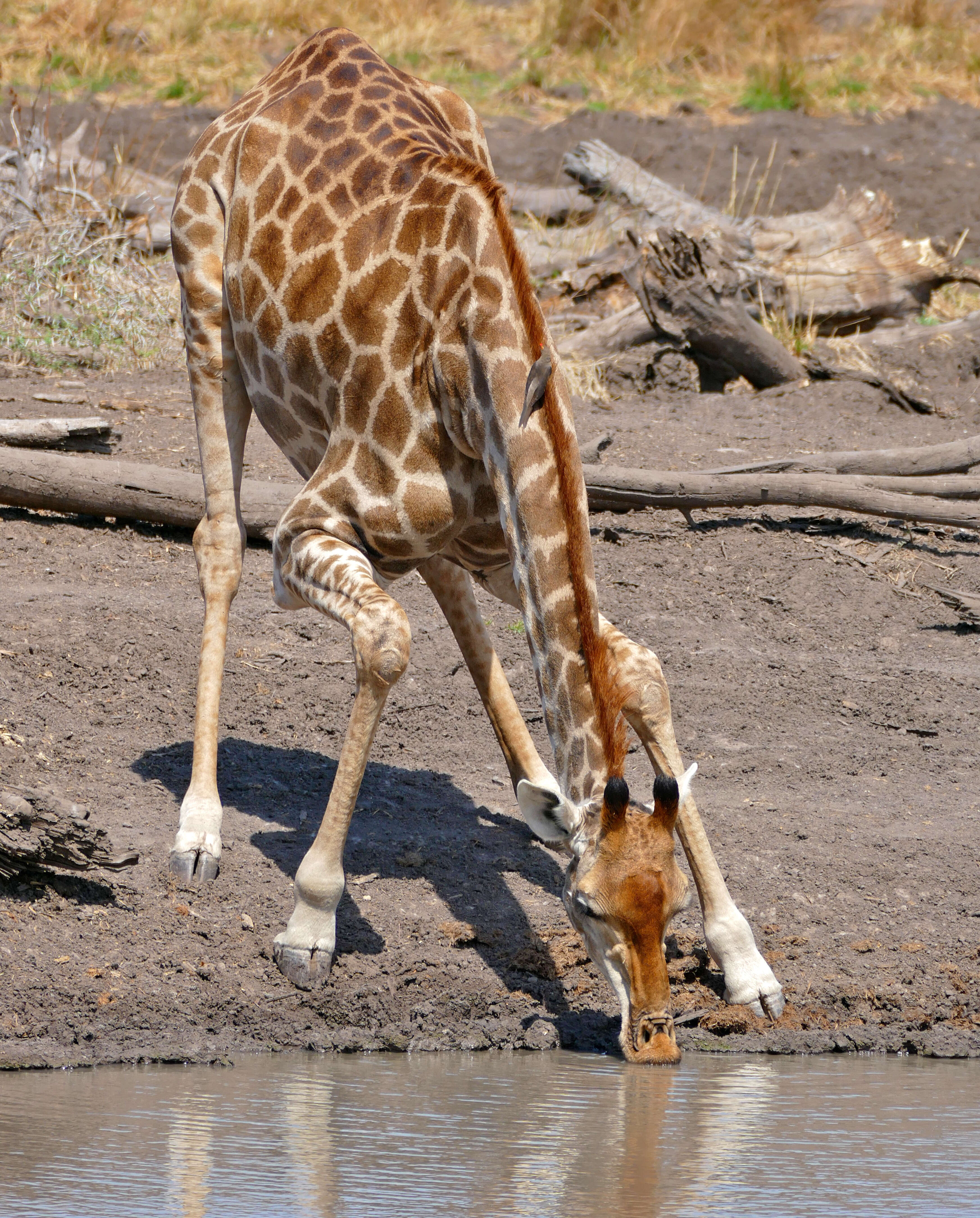 Image of Giraffes