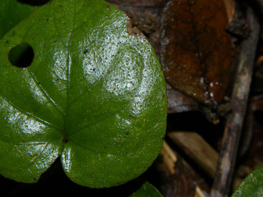 Image of Geophila cordifolia Miq.