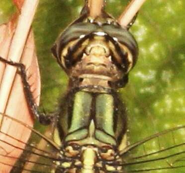 Image of Skimmers (Dragonflies)