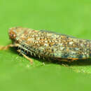 Image of Japanese Leafhopper