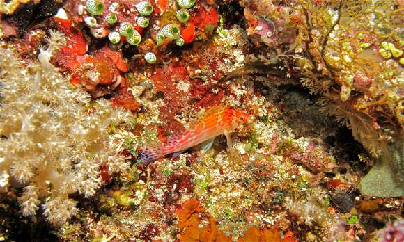 Image of Coral Hawkfish