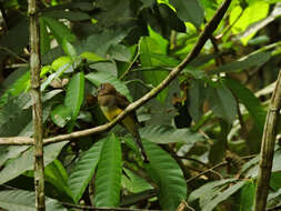 Image of Trogon Brisson 1760