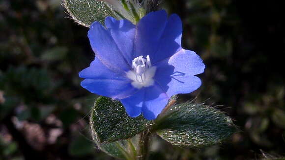 Image of Brazilian dwarf morning-glory