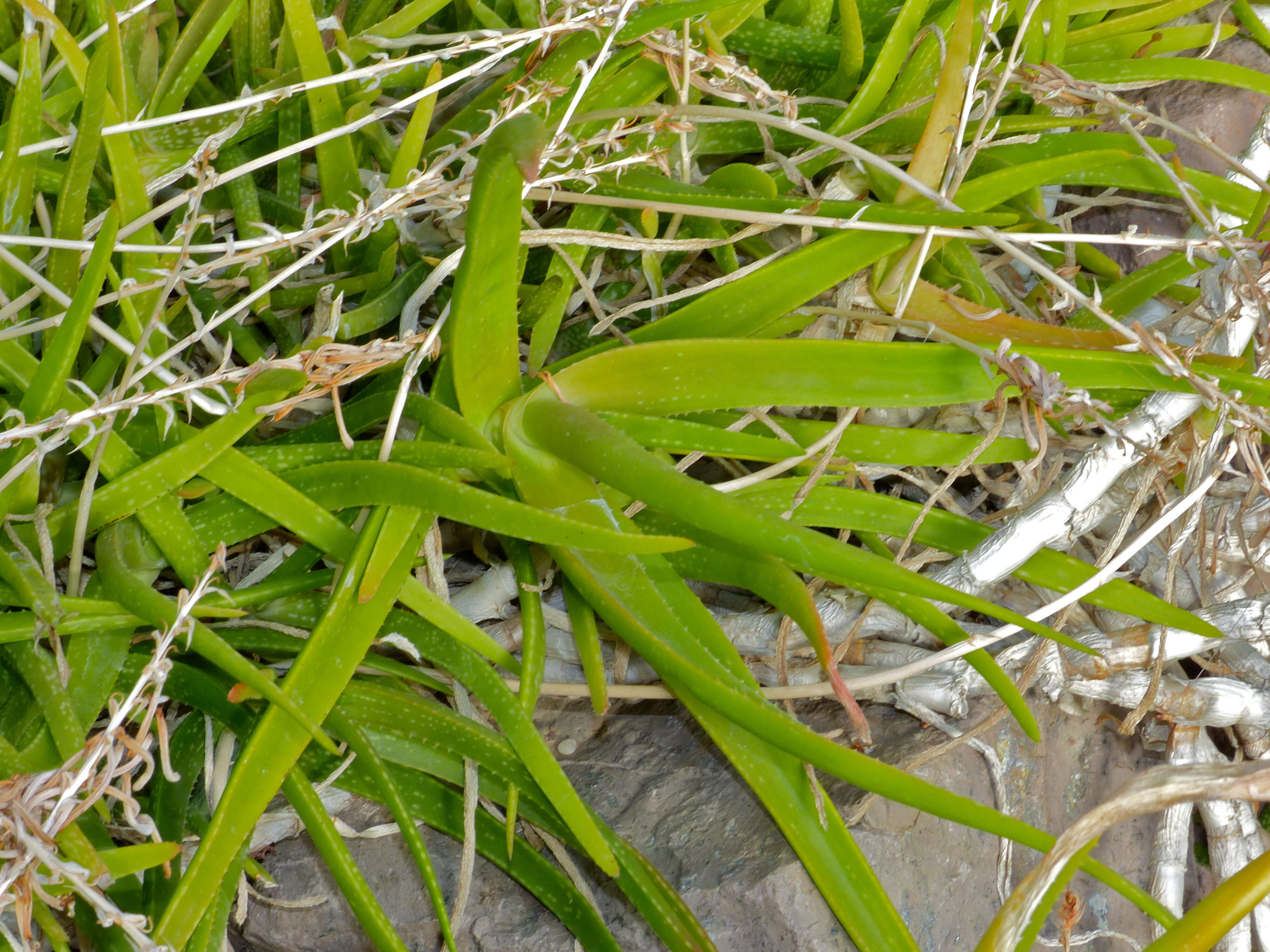 Image of Aloe pendens Forssk.