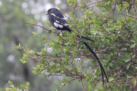 Image of Urolestes Cabanis 1851