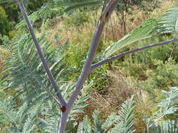 Image of Silver Wattle