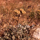 Image of Eriogonum umbellatum umbellatum