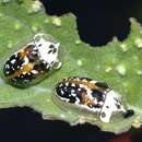 Image of Arizona Tortoise Beetle