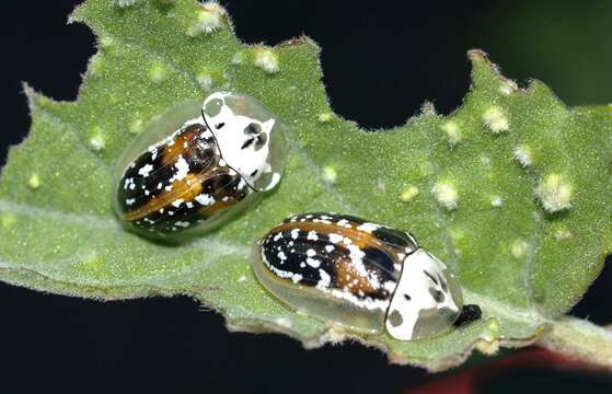 Image of Arizona Tortoise Beetle