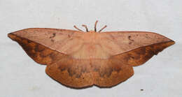 Image of Lonomia achelous diabolus Draudt 1929