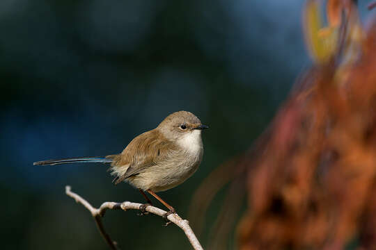 Image of Superb Fairy-wren