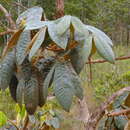 Imagem de Vitex hypoleuca Schauer