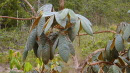 Image of Vitex hypoleuca Schauer