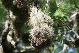 Image of Tillandsia caliginosa W. Till