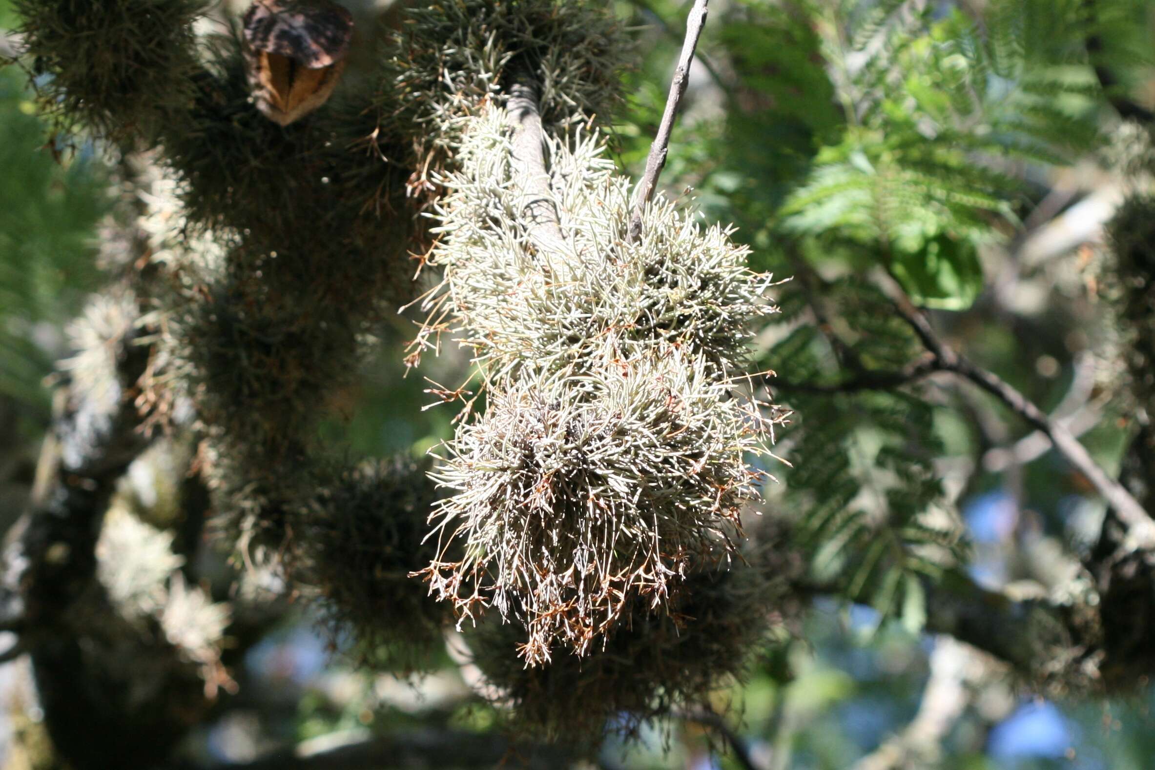 Imagem de Tillandsia caliginosa W. Till