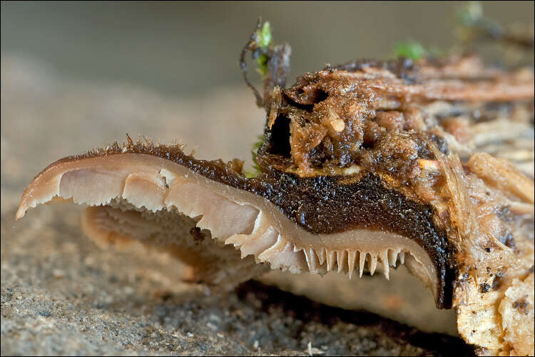 Слика од Lentinellus ursinus (Fr.) Kühner 1926