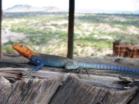 Image of Scortecci's Agama