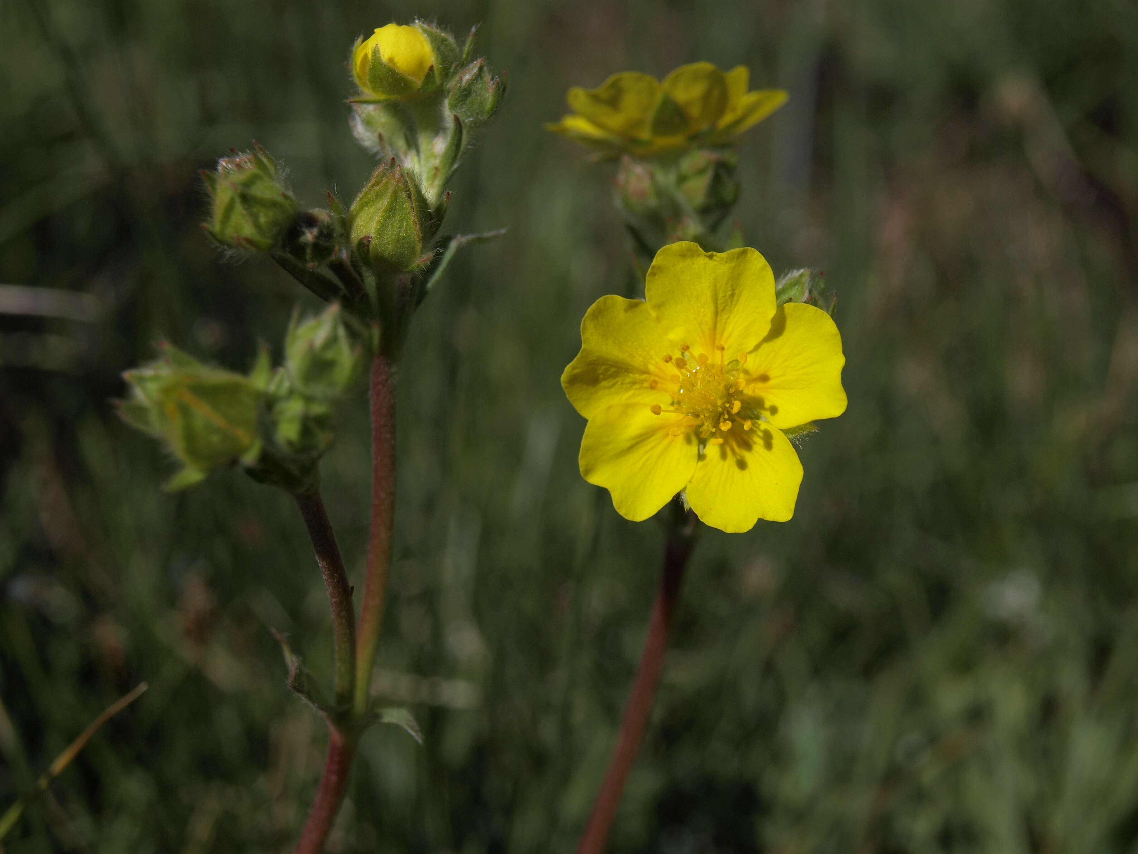 Image of slender cinquefoil