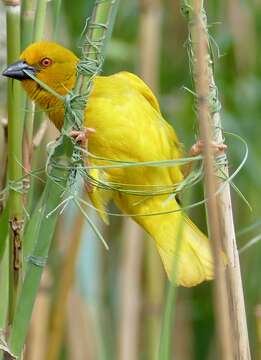 Image of African Golden Weaver