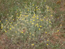 Image of knapweed