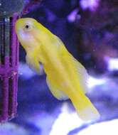 Image of Clown gobies; Coral gobies