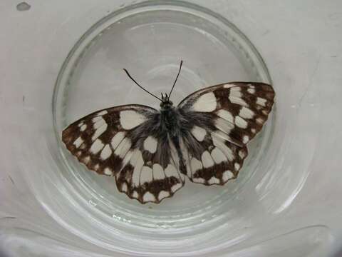 Image of marbled white