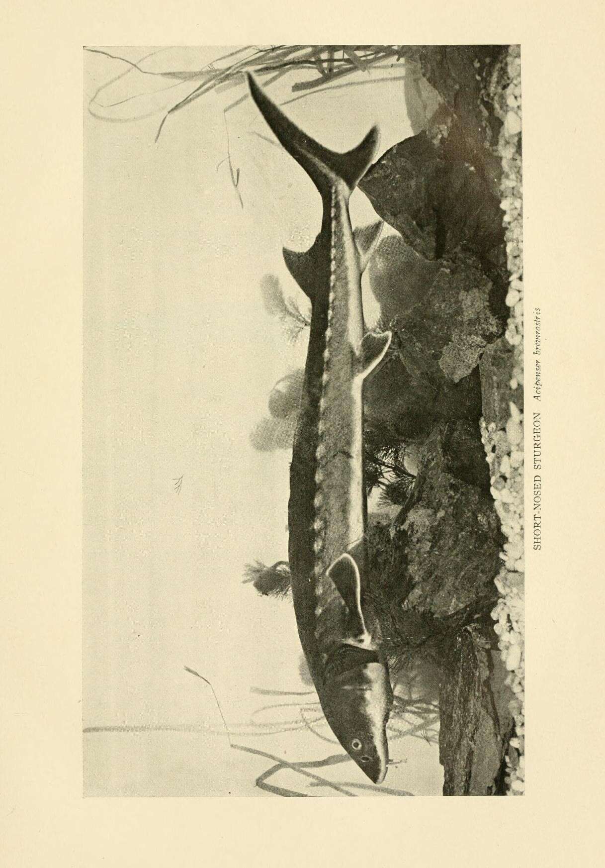 Image of Shortnose Sturgeon