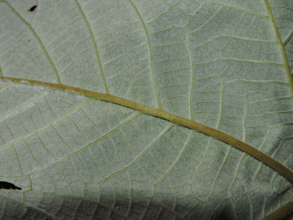 Image of Yagrumo Hembra, Trumpet-Tree