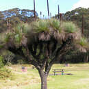 Image of Xanthorrhoea glauca subsp. glauca