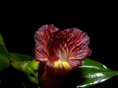 Image of Costus laevis Ruiz & Pav.