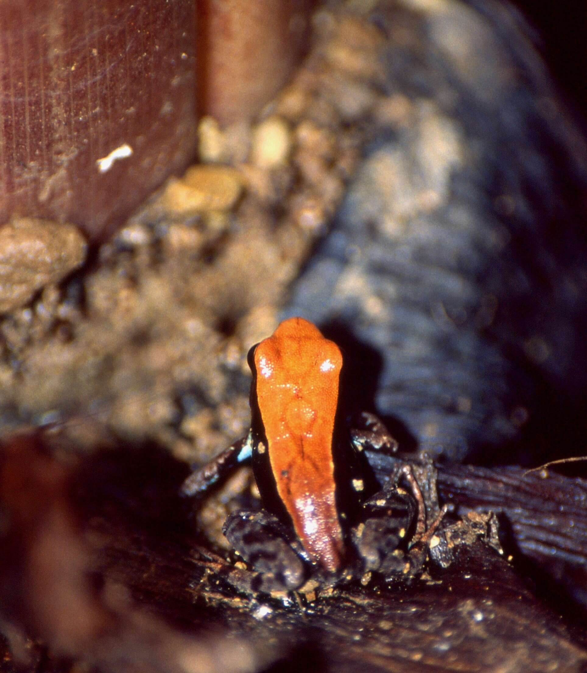 Image of Mantella ebenaui (Boettger 1880)