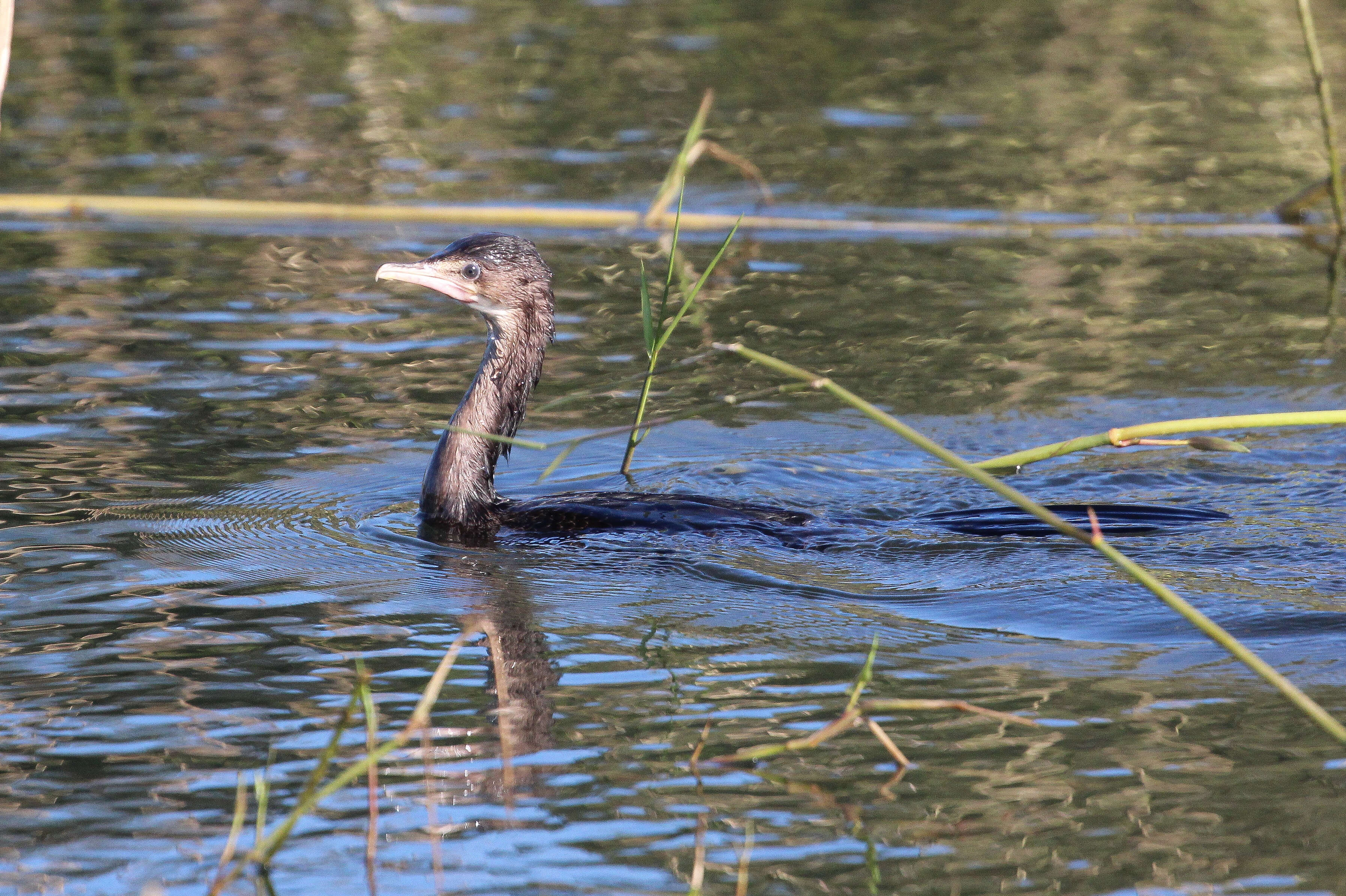 صورة <i>Phalacrocorax africanus</i>