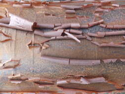 Image of paperbark maple