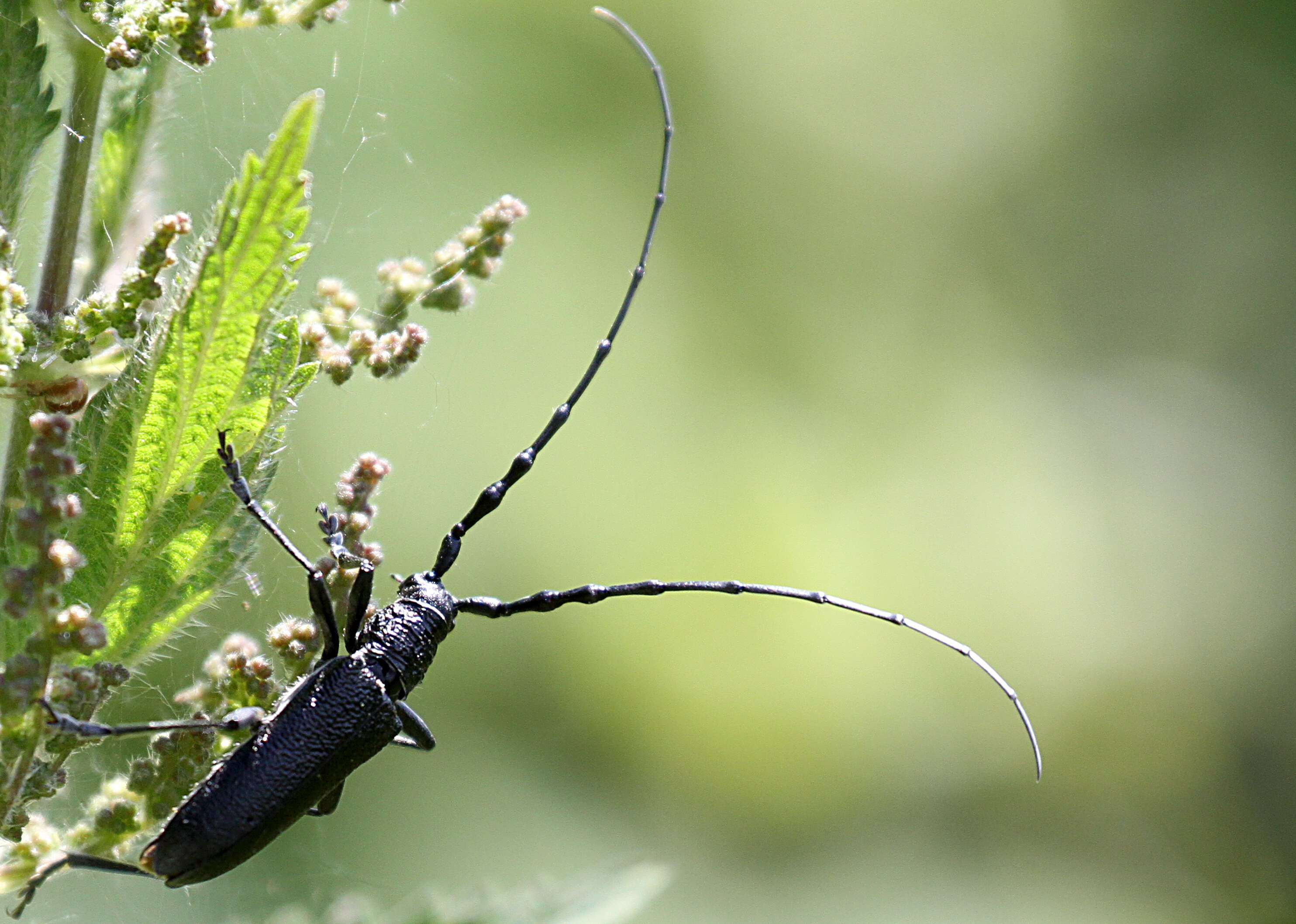 Image of capricorn beetle